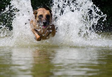 Bild zur News: Tierisch gute Ferien – Sommerferien mit Hund