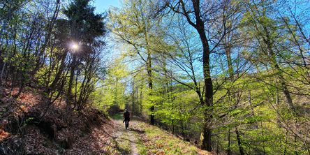 Landschaft von Bad Wildungen 