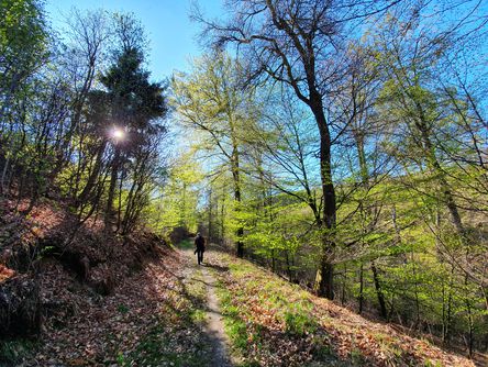 Landschaft von Bad Wildungen 