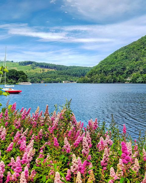 Blühende Blumen am Seeufer mit Segelboot und grünen Hügeln