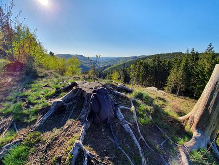 Baumstumpf auf dem Berg mit Blick über die Landschaft
