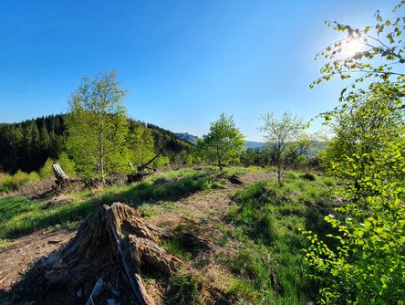 Idyllische Landschaft bei Sonnenschein