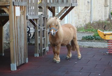 Bild zur News: "Da steht ein Pferd auf dem Flur!"