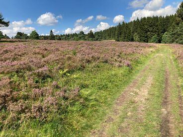 Weg zwischen zwei Wiesen mit lila Blumen führt zu Tannenwald