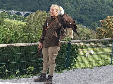 Tierpfleger hält in einem Wildtierpark einen Greifvogel 