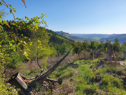  Landschaft mit zwei Baumstümpfen 