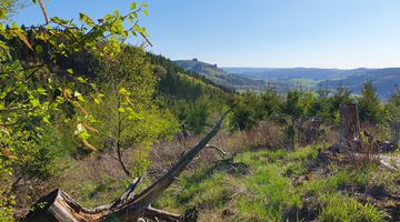  Landschaft mit zwei Baumstümpfen 