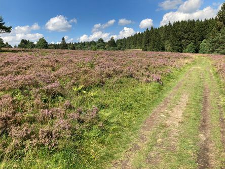 Weg zwischen zwei Wiesen mit lila Blumen führt zu Tannenwald