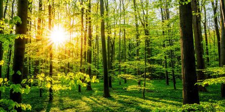 Sonnenstrahlen im Wald 