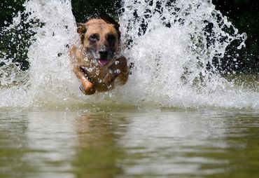 Bild zur News: Tierisch gute Ferien – Sommerferien mit Hund