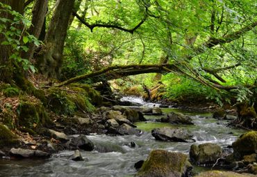 Bild zur News: Märchenzauber und Naturerlebnis in Bad Wildungen