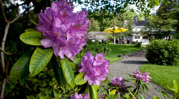Blühender Rhododendron vor dem Hotel Stryckhaus.