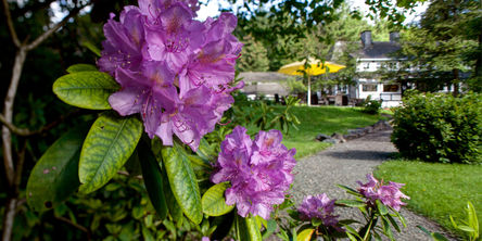 Blühender Rhododendron vor dem Hotel Stryckhaus.
