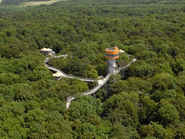 Aufnahme aus der Vogelperspektive des Nationalparks Hainich mit dem Baumkronenpfad