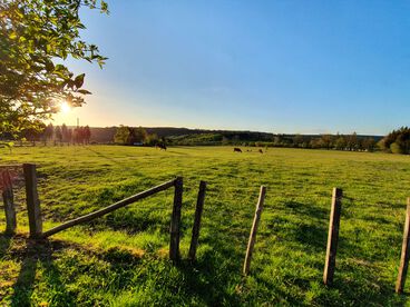 Grüne Weide bei Sonnenschein