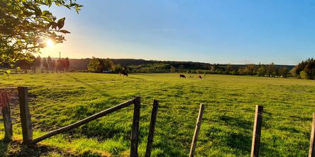 Grüne Weide bei Sonnenschein