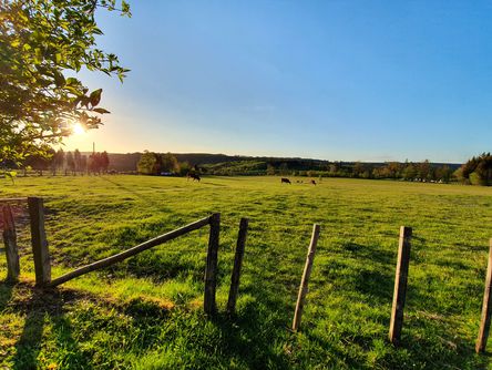 Grüne Weide bei Sonnenschein